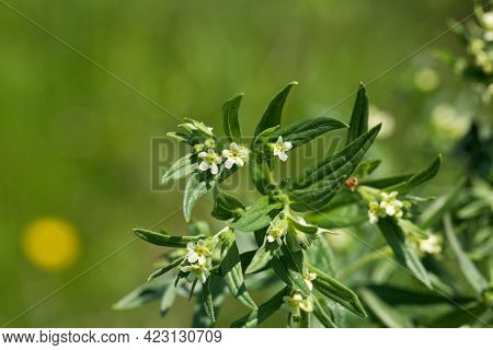 Flower Of A Common Cromwell, Lithospermum Officinale