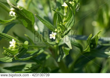 Flower Of A Common Cromwell, Lithospermum Officinale