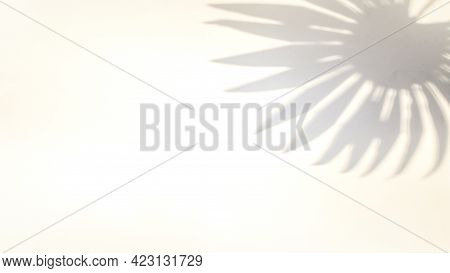 Shadows Nature Summer Background. Plant Leaf Shadow On White Wall In Abstract Tropical Sunlight Text