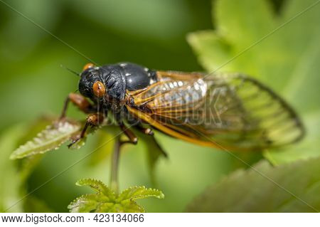 Newly Transformed, A 17-year Brood X Cicada Basks In The Warm Sunlight.