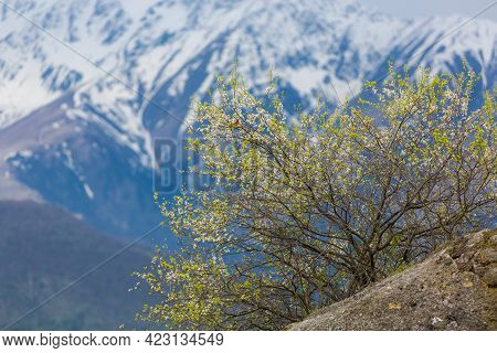 Blooming Tree In The Mountains. Great Rosefinch On The Branches. Spring In The Caucasus Mountains. L