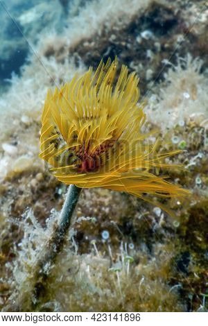 Tubeworm Underwater (sabella Spallanzanii) underwater Sea Life