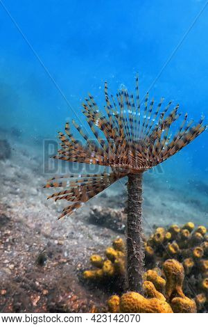 Tubeworm Underwater (sabella Spallanzanii) underwater Sea Life