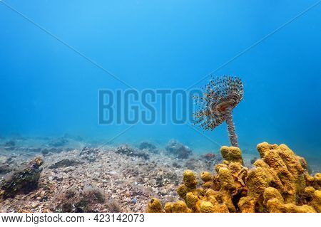 Tubeworm Underwater (sabella Spallanzanii) underwater Sea Life