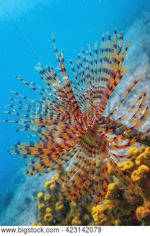 Tubeworm Underwater (sabella Spallanzanii) underwater Sea Life