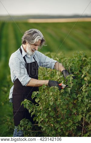 Senior In A Black Apron Use A Averruncator