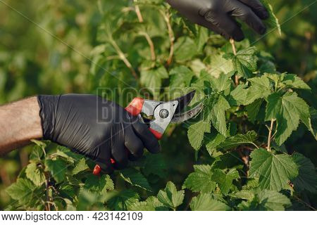 Senior In A Black Apron Use A Averruncator
