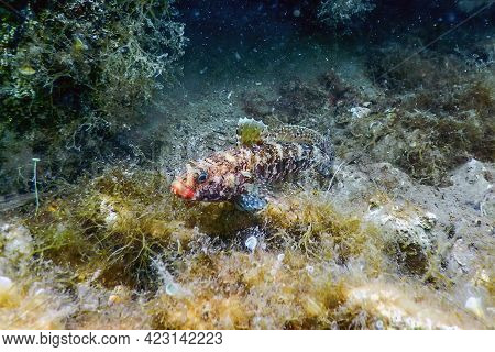 Red Mouthed Goby (gobius Cruentatus) Underwater Wildlife
