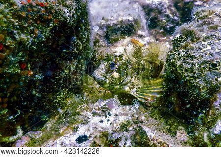 Portrait Of Cute Blenny Fish, Close Up Wildlife