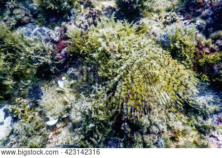 Tubeworm Underwater (sabella Spallanzanii) underwater Sea Life