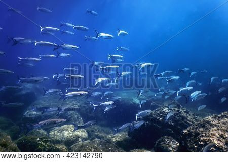 Fish School Underwater, Fish Underwater Background (mugil Cephalus) flathead Grey Mullet