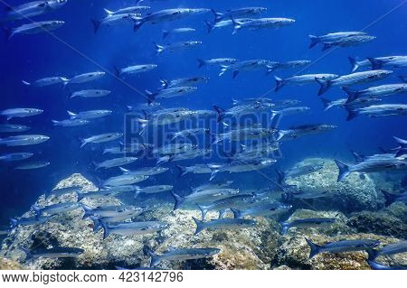 Fish School Underwater, Fish Underwater Background (mugil Cephalus) flathead Grey Mullet