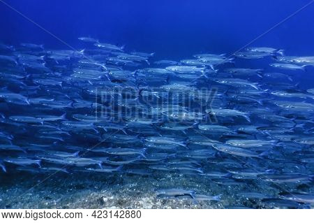 Fish School Underwater, Fish Underwater Background (mugil Cephalus) flathead Grey Mullet