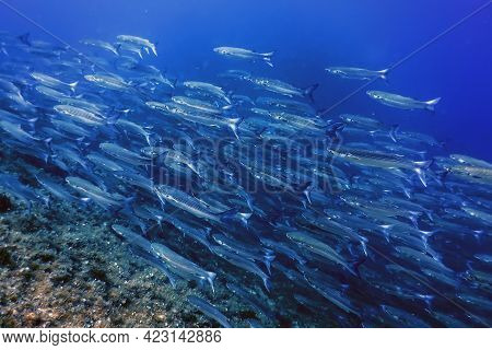 Fish School Underwater, Fish Underwater Background (mugil Cephalus) flathead Grey Mullet