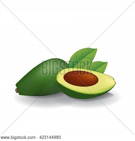 Avocado Healthy Organic Fresh Fruit Summer Isolated Vector Illustration