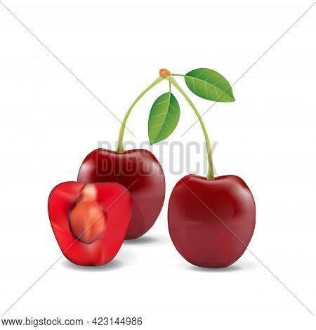 Cherry Healthy Organic Fresh Fruit Summer Isolated Vector Illustration