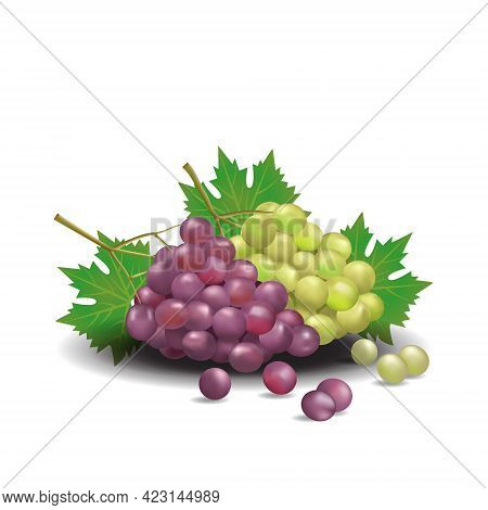 Grape Healthy Organic Fresh Fruit Summer Isolated Vector Illustration