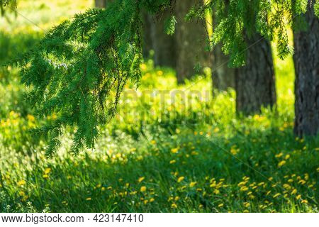 Young Branches Of Larch. Closeup Of Green Larch Young Needles. Larix Sibirica, The Siberian Larch Or