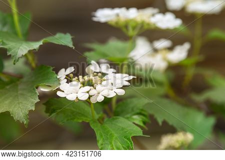 Viburnum Opulus Or Kalina Flowers In Garden
