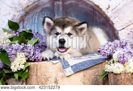 Alaskan Malamute puppy lies on a hemp, lilac flowers are all around