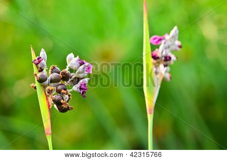 Canna lilje blomster