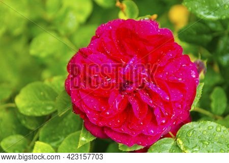 Pink Fucsia Roseflower In Sunlight In Summer Garden, English Roses, Abstract Green Backgrounds