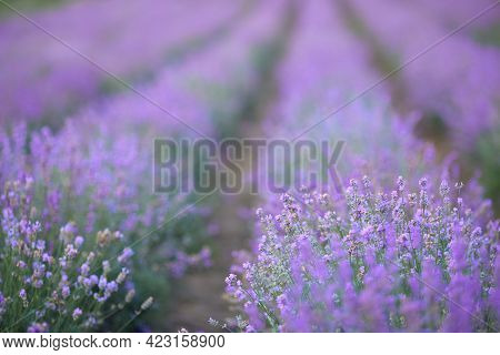 Long Beautiful Endless Violet Patches On Lavender Field, Meadow In Summer Day. Bright Purple Flowers