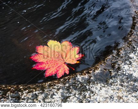 Red Maple Leaf Floating In Stone Water Basin In Kiso-fukushima - Nagano Prefecture, Japan