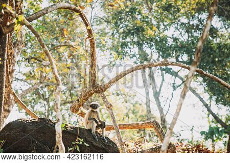 Goa, India. Funny Gray Langur Monkey With Closed Eyes Relax Sitting On Stone In Jungle Forest.