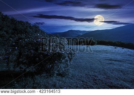 Green Grass On The Meadow In Mountains At Night. Summer Carpathian Countryside In Full Moon Light. R