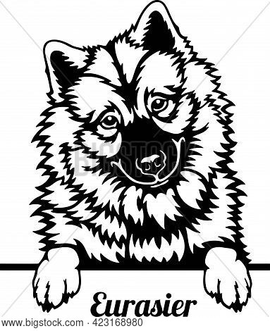 Eurasier Peeking Dog - Head Isolated On White