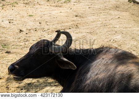 Portrait Of Asiatic Water Buffalo (bubalus Arnee)
