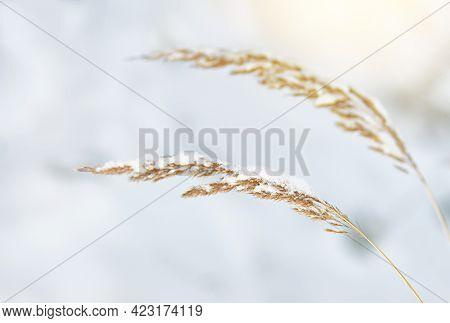 Two Dry Yellow Blades Of Grass In Winter Under The Snow. Agrostis Exarata
