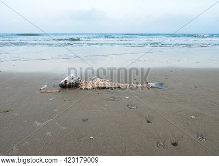 Reamins Of Dead Fish Stranded On A Beach