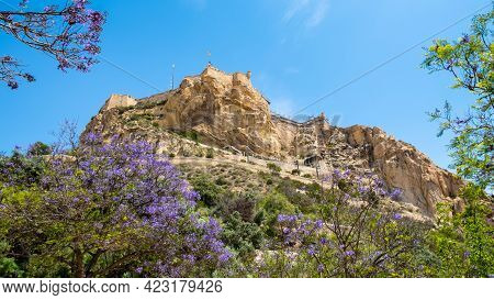 Santa Barbara Castle On Cliff In Alicante, Costa Blanca Region In Spain. Jacaranda Mimosifolia Tree 