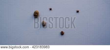 Acarus. Parasites. Mite. Several Ticks Removed From A Dog After Walking On White Paper.
