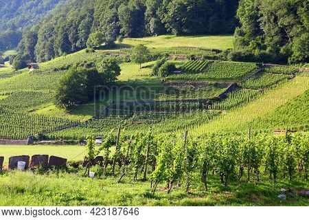 Vineyards In Walenstadt In Sarganserland Region Of Canton St. Gallen. Alps In Switzerland.