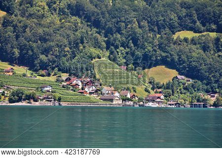 Vineyards By The Walensee Lake In Sarganserland Region Of Canton St. Gallen. Rural Switzerland.