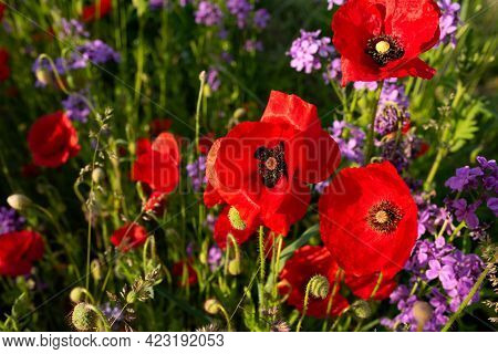Bright Red Poppies In A Flower Meadow. Close Up With Short Depth Of Field.