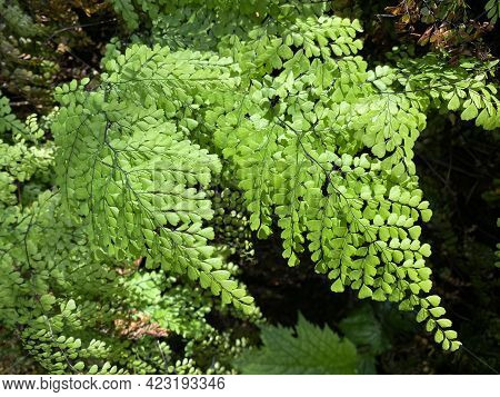 Evergreen Maidenhair (adiantum Venustum), Himalayan Maidenhair, Himalaja-venushaar-farn Oder Immergr