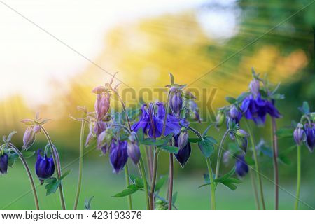 Beautiful Meadow Field With Wild Flowers. Spring Or Summer Wildflowers Closeup. Health Care Concept.