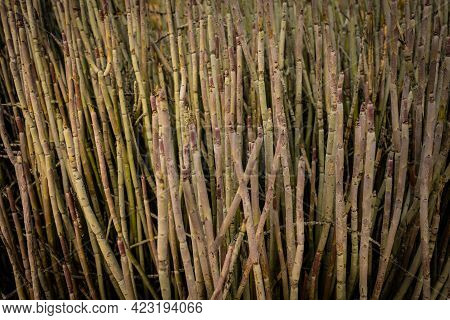 Thousands Of Straw Like Branches Of Candelilla Yucca
