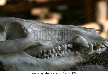 Wildschwein-Skull