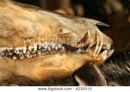 Wildschwein-Skull