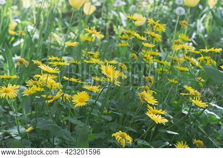 Green Bush With Yellow Leopard's-bane Flowers Similar To Chamomile.