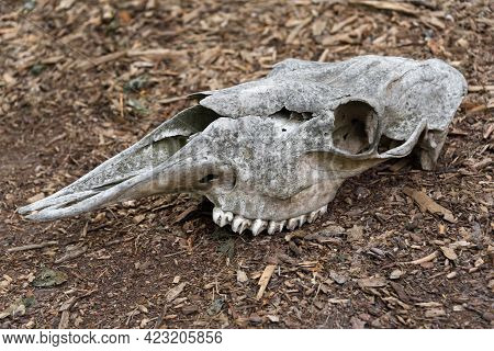 Weathered Skull Of A Dead Horse In The Forest. An Old Horse Skull Lies On The Ground. Bone Skull Wit