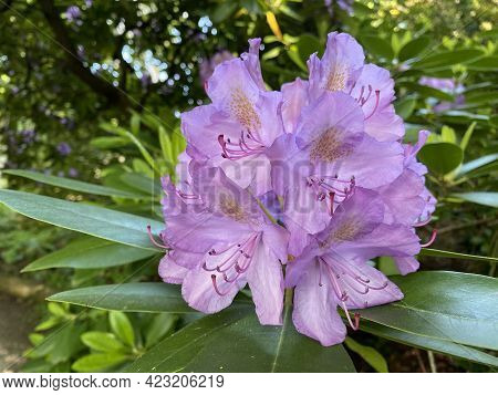 Catawba Rhododendron (rhododendron Catawbiense) Or Rhododendron Hybride Catawbiense Grandiflorum (th