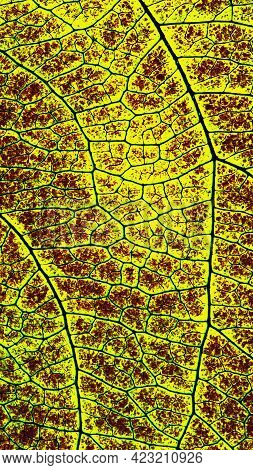 Leaf Of Fruit Tree Close Up. Vivid Yellow And Brown Mosaic Pattern Of A Net Of Veins And Plant Cells