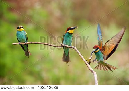 The European Bee-eater (merops Apiaster) Landing On A Stick With Prey In Its Beak. Three Bee-etaters