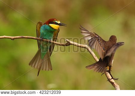 The European Bee-eater (merops Apiaster) Sitting On A Branch And Aggressively Turns To The Thrush.